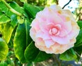 Pink magnolia Royalty Free Stock Photo